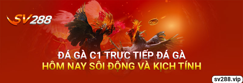 Đá Gà C1 - Trực Tiếp Đá Gà Hôm Nay Sôi Động Và Kịch Tính 