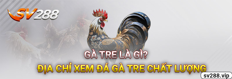 Gà Tre Là Gì? Địa Chỉ Xem Đá Gà Tre Chất Lượng