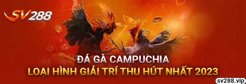 Đá Gà Campuchia - Loại Hình Giải Trí Thu Hút Nhất 2023