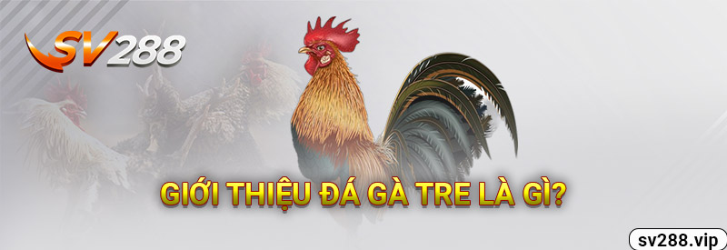 Giới Thiệu Đá Gà Tre Là Gì