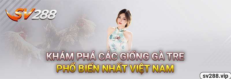 Khám Phá Các Giống Gà Tre Phổ Biến nhất Việt Nam