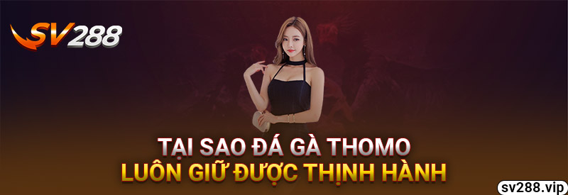 Tại Sao Đá Gà Thomo Luôn Giữ Được Thịnh Hành