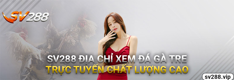 SV288 - Địa Chỉ Xem Đá Gà Tre Trực Tuyến Chất Lượng Nhất