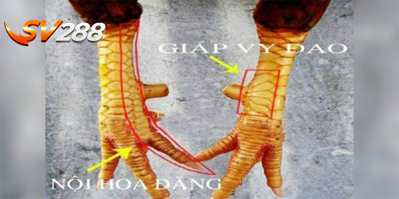 Vảy gà giáp vy đao