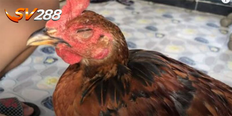 Làm gì khi gà bị tổn thương vùng mắt do cựa đâm?