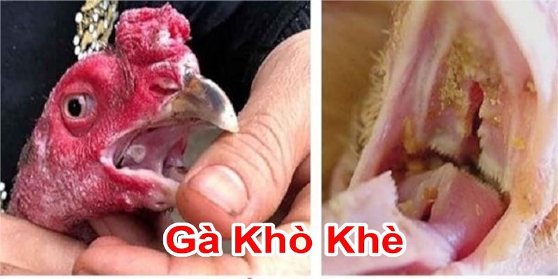 Gà Bị Khò Khè - Dấu Hiệu Và Cách Chữa Trị Hiệu Quả Nhất 